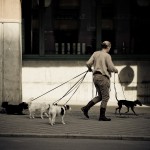 Hounds